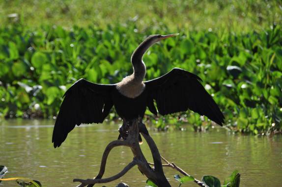 Pássaro seca suas asas na margem do rio Cuiabá, região de Porto Jofre, no final da rodovia Transpantaneira, no Pantanal Norte, no Mato Grosso